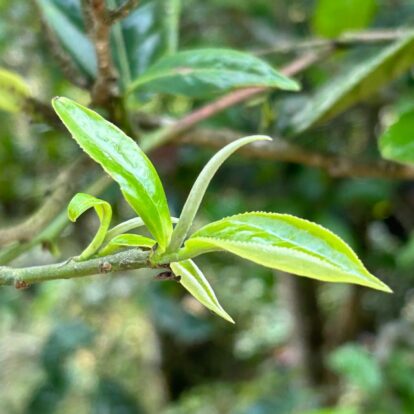 Bourgeons_thé_blanc_léonia_eveil_des_sens